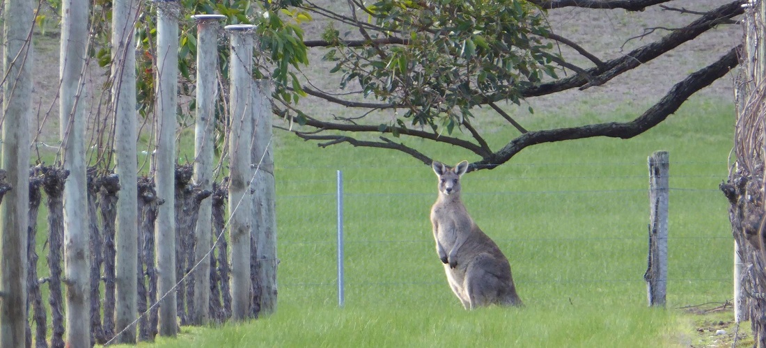 Roo at Nintingbool winery